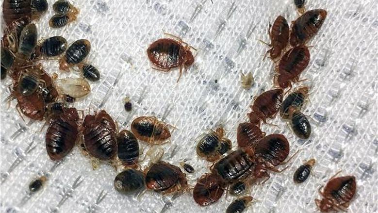 Read more about the article مكافحة بق الفراش في الرياض | شركة فرست: الحل النهائي بأفضل الأسعار